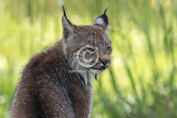 Canada Lynx Side Profile