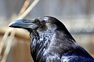 Baltimore Raven