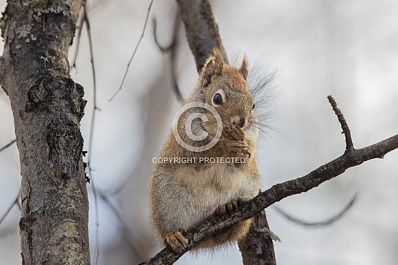 An American red squirrel in Alaska