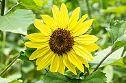 Suntastic Sunflower in full bloom