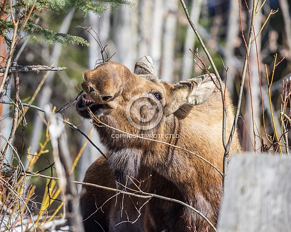 A Cow Moose Chewing on a Branch in Alaska