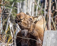 A Cow Moose Chewing on a Branch in Alaska