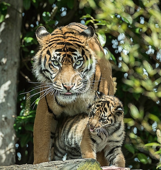 Tiger and Cub