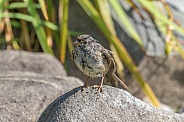 Juvenile American Tree Sparrow