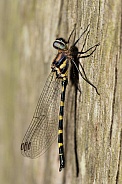 Common Shutwing Dragonfly