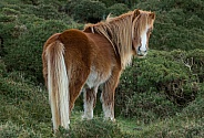 Carneddau Pony