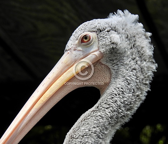 Grey-White Pelican