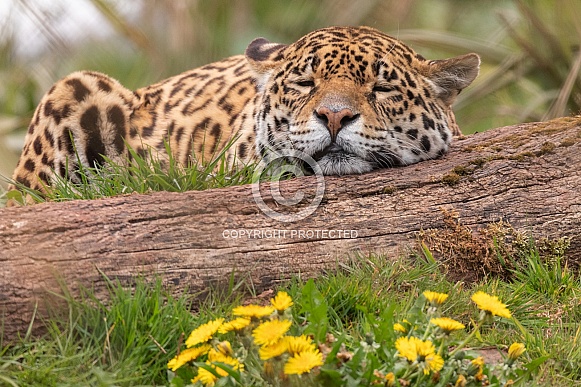 Jaguar Sleeping Head On Log