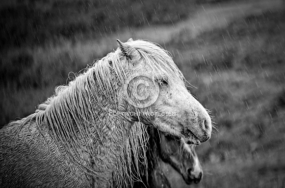 Wild horse in the rain