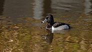 Ring-necked Duck Aythya collaris