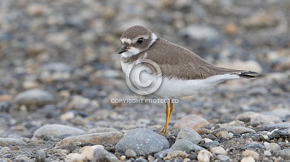 Semipalmated Plover Juvenile