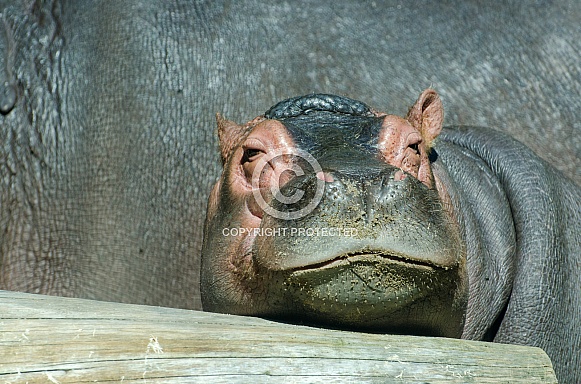 Baby Hippopotamus
