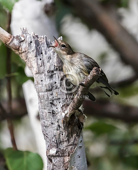 Juvenile Female Yellow-rumped Warbler Still Begging