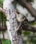 Juvenile Female Yellow-rumped Warbler Still Begging