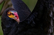 Lesser Yellow Headed Vulture