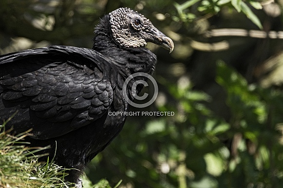 Black Vulture Side Profile