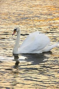 Female Mute Swan (Cygnus olor)