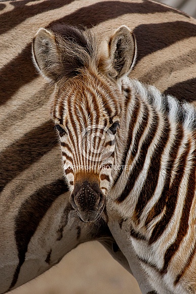 Zebra foal framed in stripes