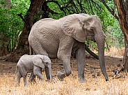 African Elephant Mother and Calf