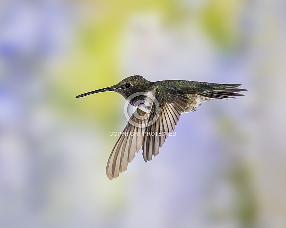 Male Black-chinned Hummingbird in Flight