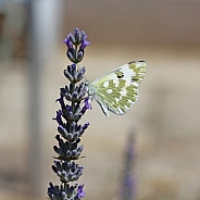 Green-striped White Butterfly On Lavender