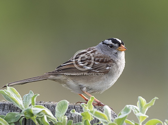 White-crowned Sparrow Portrait