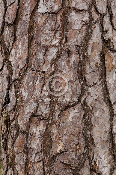 Texture - Bark on a Pine Tree