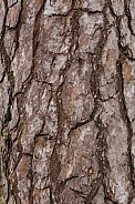 Texture - Bark on a Pine Tree