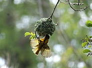 Weaver Bird