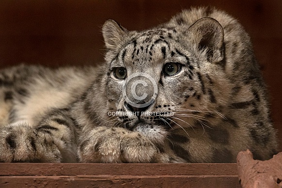 Young Snow Leopard Lying Down Eyes Open