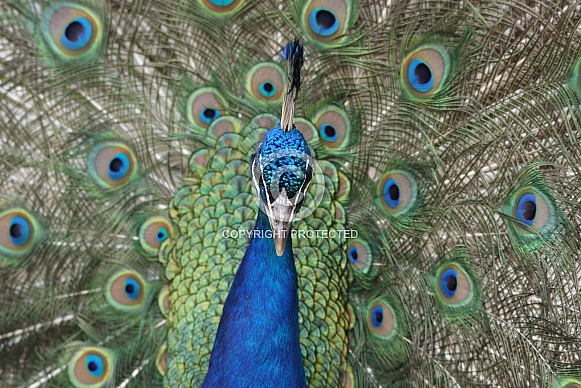 Peacock (Male)