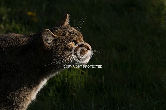 Scottish wildcat hunting