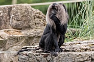 Lion Tailed Macaque Full Body Sitting On Rocks