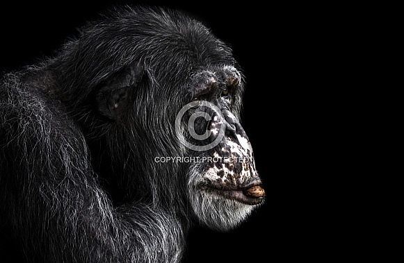 Chimpanzee Side Profile Black Background