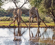 Two Giraffes Drinking
