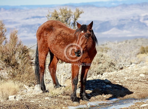 Nevada wild horse drinking from melting snow water