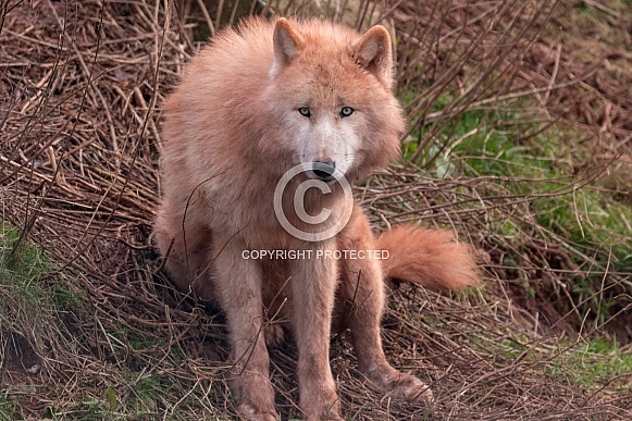 Arctic Wolf Sitting Upright Looking At Camera
