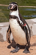 Humboldt Penguin Full Body Photo