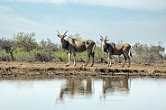 Eland Bulls at Waterhole