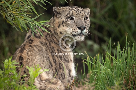 Snow Leopard Looking Over Shoulder