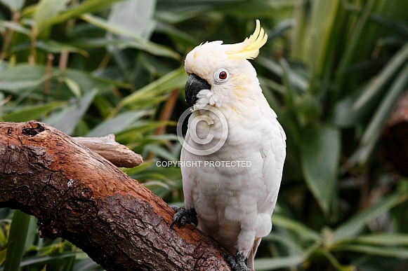 lesser Sulphur Crested Cockatoo