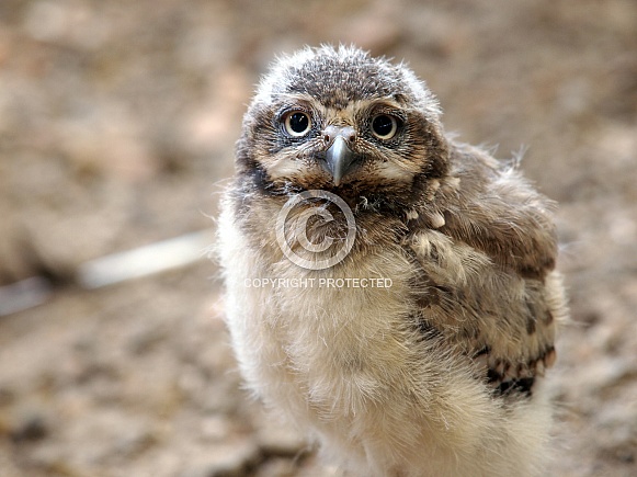 Young Burrowing owl