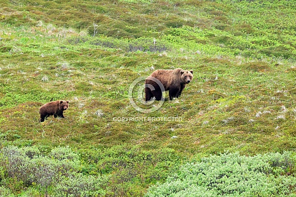Mother and Cub Brown Bear
