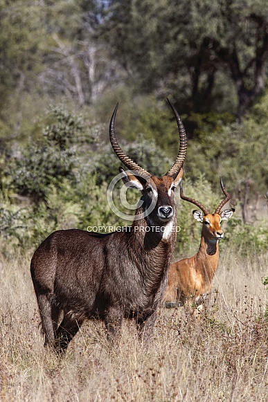 Male Waterbuck and Impala - Botswana