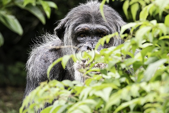 Chimpanzee Looking Out From Behind Bush