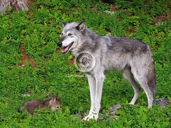 Tundra Wolf and pup