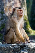 Southern pig-tailed macaque (Macaca nemestrina)