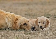 Golden Retriever Puppy with Mother