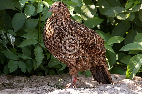 Female Pheasant Full Body