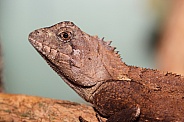 Southern Forrest Dragon